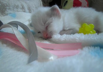 chaton dort - Chatterie Ragdolls du Val de Beauvoir